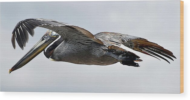Pelican Wood Print featuring the photograph Pelican in Flight by WAZgriffin Digital