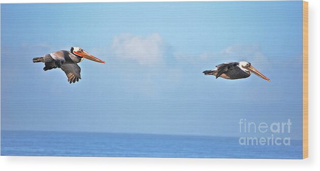 Pelicans Wood Print featuring the photograph Pelicans in Flight by Lori Leigh