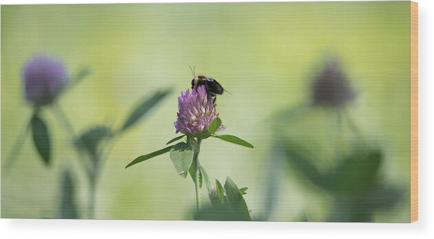Pollination Wood Print featuring the photograph Pollination  by Holden The Moment