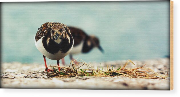 Ruddy Wood Print featuring the photograph Ruddy Turnstone Seabird by Susie Weaver