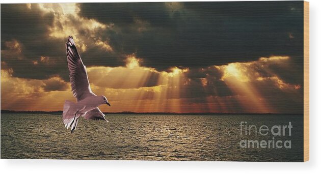 god Clouds Wood Print featuring the photograph Silver Gull and God Clouds - Sunset at Sea.Original east Australian photo art. by Geoff Childs
