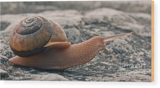 Snail Wood Print featuring the photograph Slow Going by Scott Heister