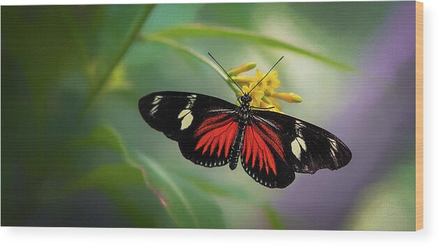 Butterfly Wood Print featuring the photograph Butterfly, Stop and Smell the Flowers by Cindy Lark Hartman
