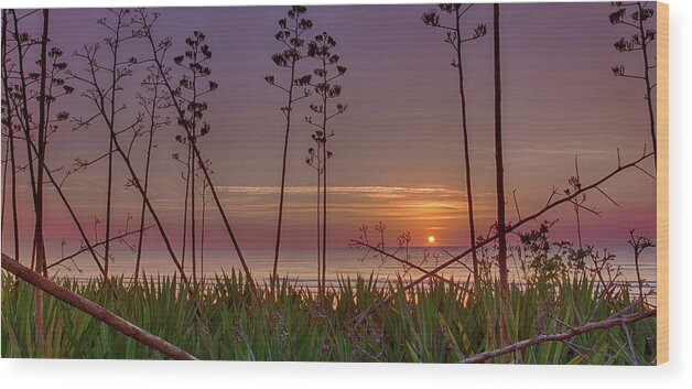 Sunrise Wood Print featuring the photograph Sunrise Palm Blooms by Dillon Kalkhurst