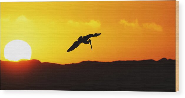 Animals Wood Print featuring the photograph The End of the Day -- Brown Pelican at Sunset in Morro Bay State Park, California by Darin Volpe