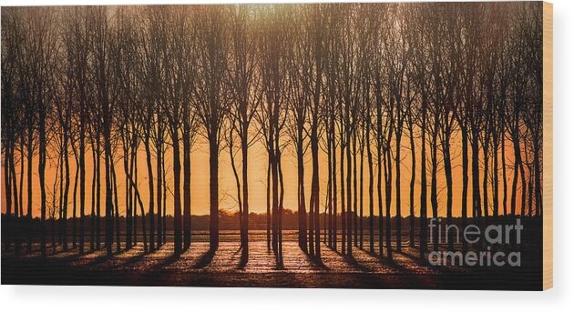 Walnut Wood Print featuring the photograph The Walnut Grove by Michael Arend