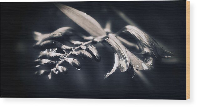 Flower Wood Print featuring the photograph Wakeup Call by Darlene Kwiatkowski