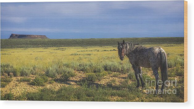 Wild Horse Of Pilot Butte Wood Print featuring the photograph Wild Horse of Pilot Butte by Priscilla Burgers