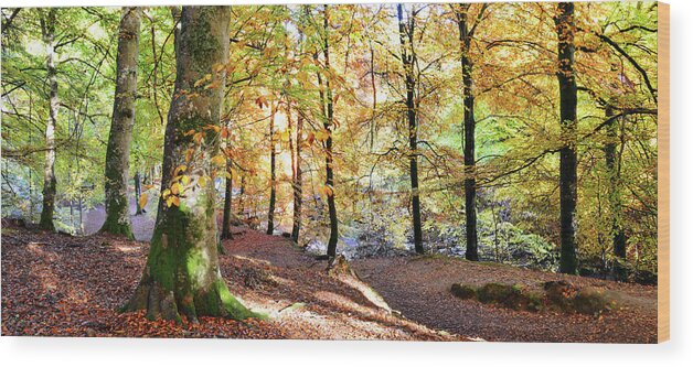Tranquility Wood Print featuring the photograph Autumn Woodland, Aberfeldy by Kathy Collins