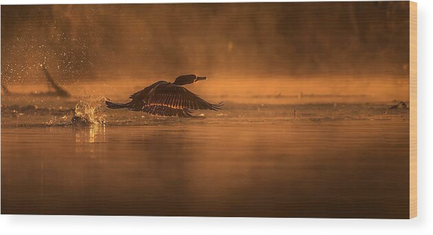 Cormorant Wood Print featuring the photograph Cormorant At Sunrise by Susan Breau
