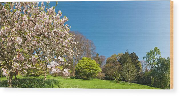 Scenics Wood Print featuring the photograph Pink Blossom Blooming Lush Green Spring by Fotovoyager