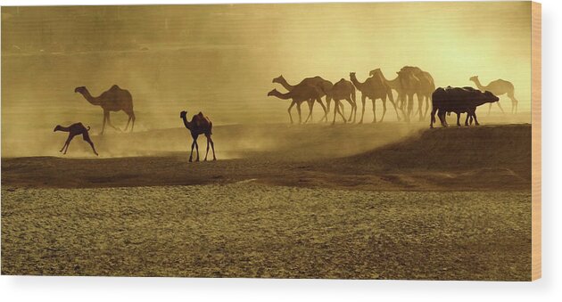 Dust Wood Print featuring the photograph Race For Water by Amir Mukhtar