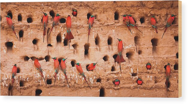 South Luangwa National Park Wood Print featuring the photograph Southern Carmine Bee-eaters, South by Mint Images/ Art Wolfe