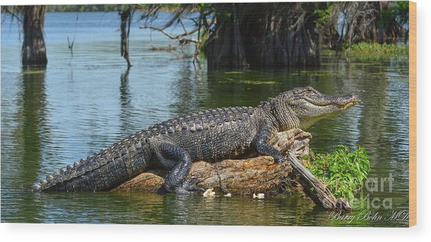 Nature Wood Print featuring the photograph Gator at rest #1 by Barry Bohn