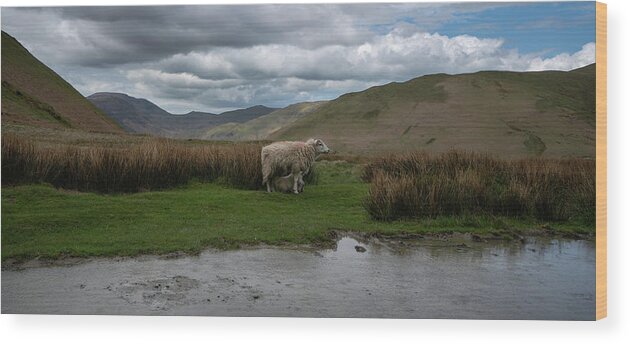 Sheep Wood Print featuring the photograph A sheep with her offspring at the side of the road in the mountains near Buttermere, England by Anges Van der Logt