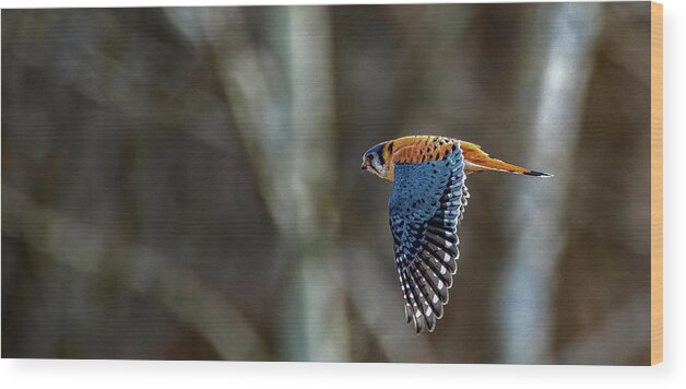 Animal Wood Print featuring the photograph American Kestrel by Brian Shoemaker