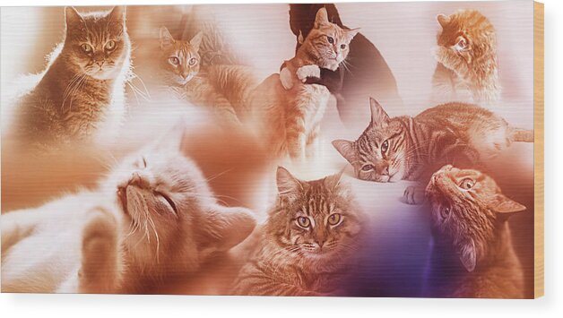 Cats Wood Print featuring the digital art Art - Cute Cats by Matthias Zegveld