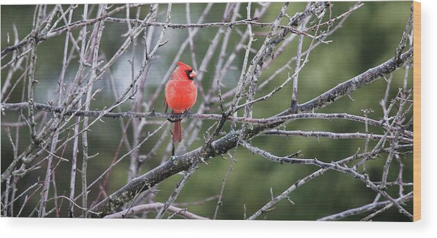 Cardinal Wood Print featuring the photograph Cardinal Watching Over His Flock by Scott Burd