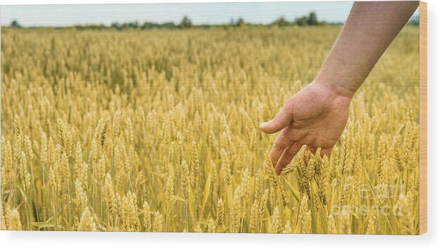 Wheat Wood Print featuring the photograph Closeup of farmer's hand over wheat by Jelena Jovanovic