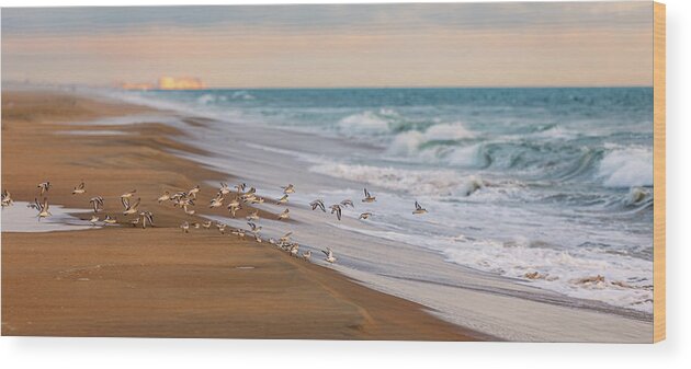 Sandpipers Wood Print featuring the photograph Sandbridge Beach Sandpipers by Rachel Morrison