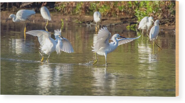 Snowy Egrets Wood Print featuring the photograph Snowy Egret Chase 5802-112219-2 by Tam Ryan