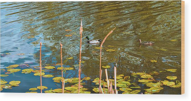 Springtime Ducks Wood Print featuring the photograph Springtime ducks #j8 by Leif Sohlman