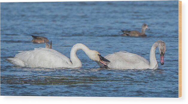Trumpeter Swans Wood Print featuring the photograph Trumpeter Swans 8027-120920-2 by Tam Ryan