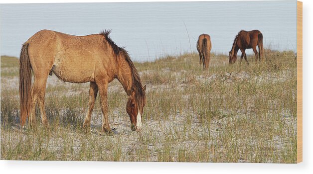 Wild Horses Wood Print featuring the photograph Wild Horses of the Southern Outer Banks of North Carolina by Bob Decker