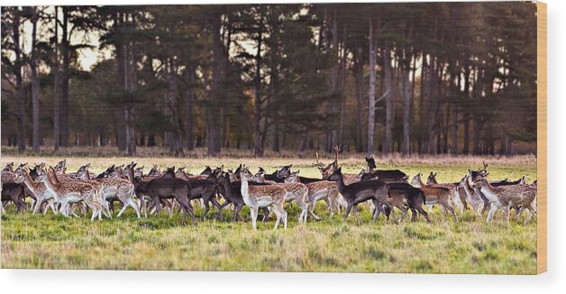 Deer Wood Print featuring the photograph Deer in The Phoenix Park - Dublin by Barry O Carroll