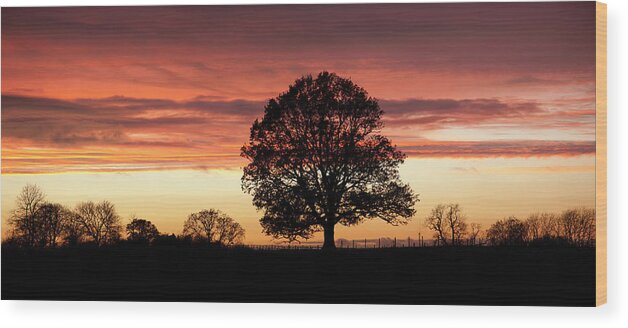 Tranquility Wood Print featuring the photograph Oak Tree Viewed Against Sunset #1 by Travelpix Ltd