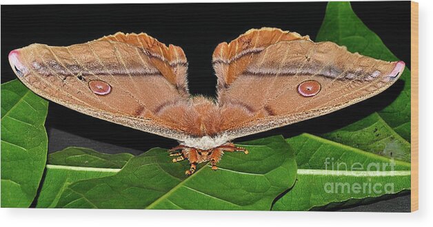 Photography Wood Print featuring the photograph Emperor Gum Moth - 6 inch Wing Span by Kaye Menner