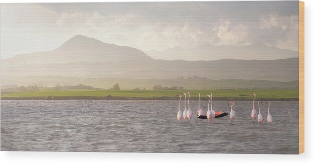 Scenics Wood Print featuring the photograph Flamingos In The Larnaca Saltlake by Constantinos Hinis