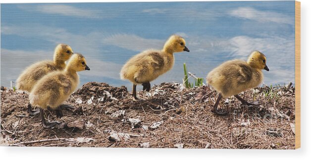 Gosling Wood Print featuring the photograph Out for a Walk Panorama by Vivian Christopher