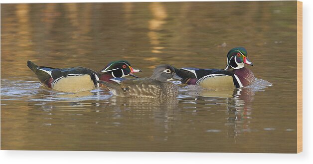 Duck Wood Print featuring the photograph Trio by Jim E Johnson