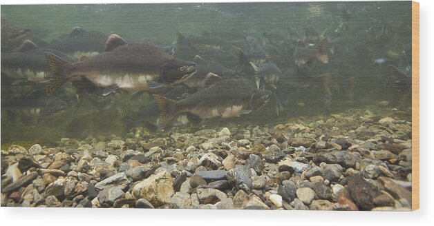 Mp Wood Print featuring the photograph Pink Salmon Oncorhynchus Gorbuscha #1 by Matthias Breiter