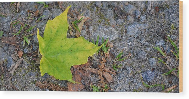 Leaf Wood Print featuring the pyrography Green Leaf on Ground by Jeffrey Platt