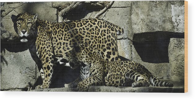 Cat Wood Print featuring the photograph Mom and Baby Cheetah by Trish Tritz