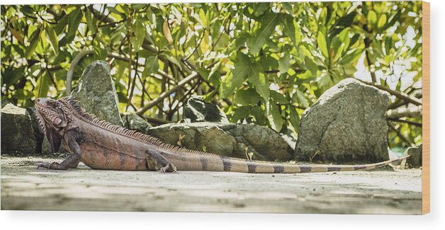 Bvi Wood Print featuring the photograph Iguana by Alexey Stiop