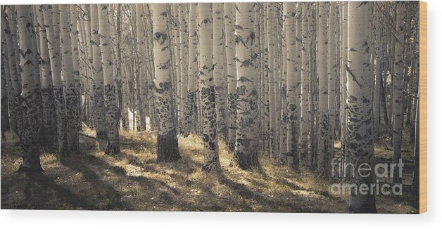 Aspen Woods Wood Print featuring the photograph In Dreams Awake by The Forests Edge Photography - Diane Sandoval