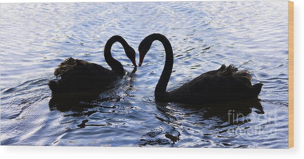 Swan Wood Print featuring the photograph Love Birds On Swan Lake by Jorgo Photography