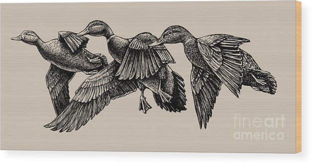 Audubon. Mallard. Mallards. Duck. Ducks. Mallard Ducks Wood Print featuring the painting Mallard ducks in flight BW by Robert Corsetti