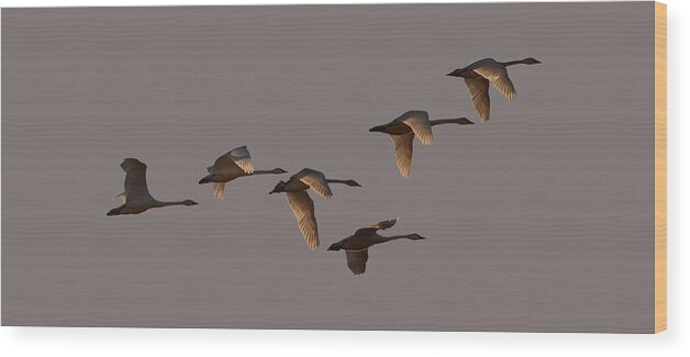 Swans Wood Print featuring the photograph Migrating Swans by Whispering Peaks Photography