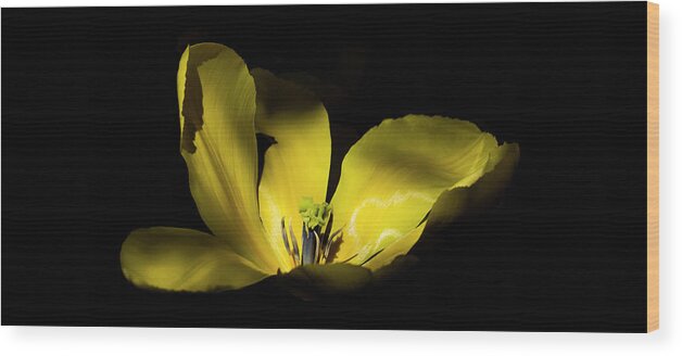 Mug Wood Print featuring the photograph Mug - Yellow Tulip by Inge Riis McDonald