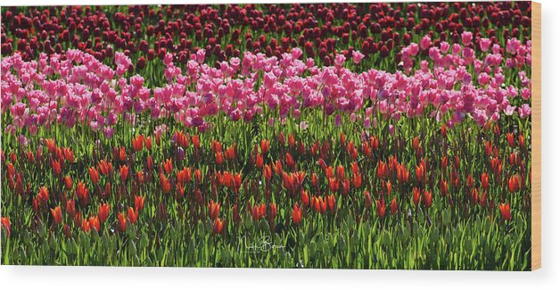 Tulips Wood Print featuring the photograph Radiant Beauties by Nick Boren