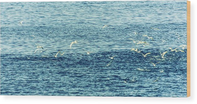Birds Wood Print featuring the photograph Seagulls by Patrick Kain