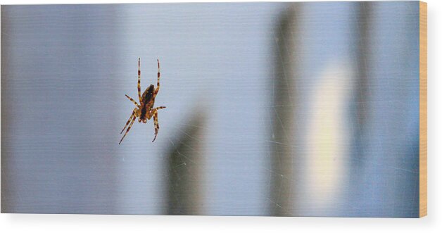 Bonnie Follett Wood Print featuring the photograph Spider Hello Panorama by Bonnie Follett