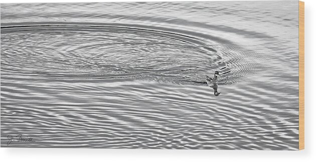 Water Wood Print featuring the photograph Swimming from Circles by Joe Bonita