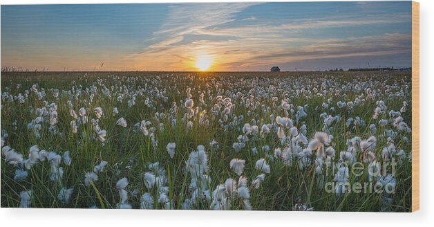 Cotton Field Wood Print featuring the photograph Wild Cotton Field Panorama by Michael Ver Sprill