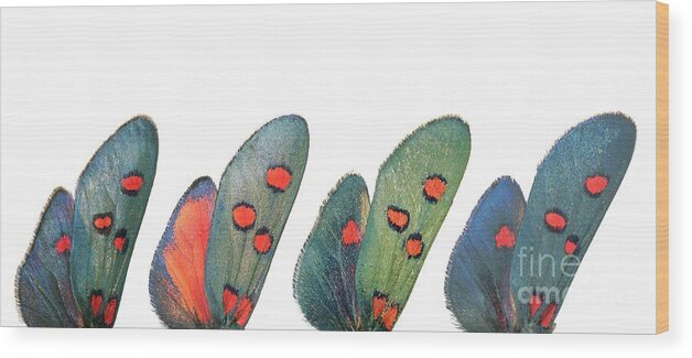Specimen Wood Print featuring the photograph Burnet moth wings by Martinez Clavel