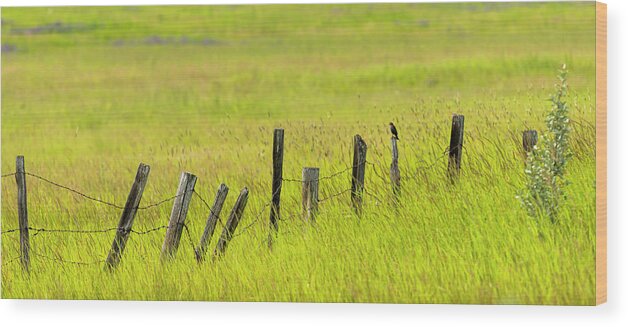 2019-07-28 Wood Print featuring the photograph Bird on Old Barbed Wire Fence by Phil And Karen Rispin